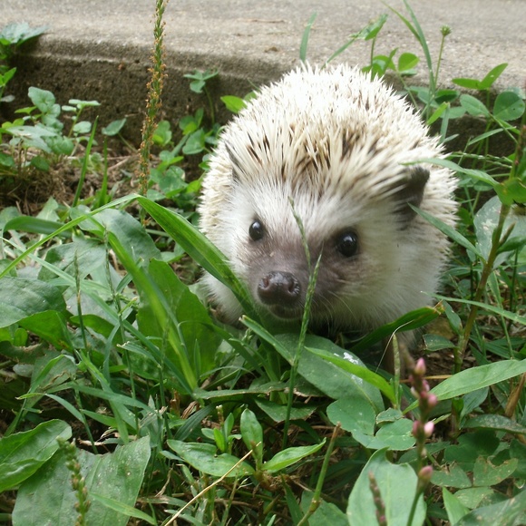 Hello everyone! I'm Kirin! - Picture 6 of 13